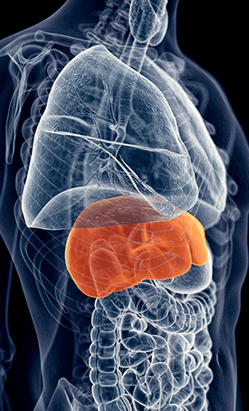 Illustration of the liver